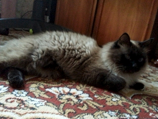 1920 X 1440 183.0 Kb        ' ' 