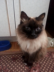 1920 X 2560 288.2 Kb        ' ' 