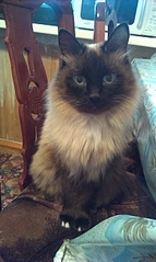 1552 X 2592 234.2 Kb        ' ' 