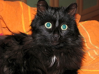 1920 X 1440 775.8 Kb    ? (- )