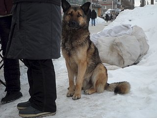 1920 X 1440 138.5 Kb Шикарный кобель ждет своего хозяина