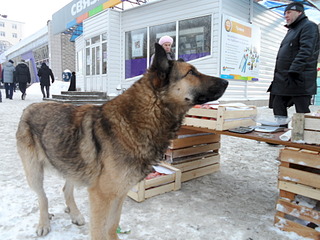 1920 X 1440 563.6 Kb Шикарный кобель ждет своего хозяина