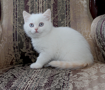895 X 768 335.6 Kb 768 X 822 230.5 Kb Питомник'Gem Sweet'.Любимые британские ПЛЮШКИ.Британские котята: белые,черные,голубые