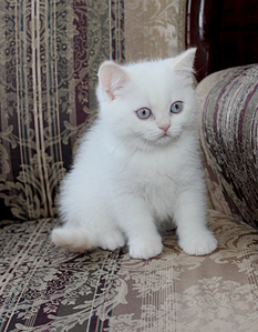 768 X 985 348.9 Kb 895 X 768 335.6 Kb 768 X 822 230.5 Kb Питомник'Gem Sweet'.Любимые британские ПЛЮШКИ.Британские котята: белые,черные,голубые