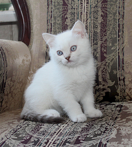 768 X 854 327.1 Kb Питомник'Gem Sweet'.Любимые британские ПЛЮШКИ.Британские котята: белые,черные,голубые