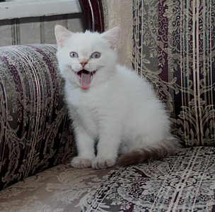 780 X 768 342.0 Kb 768 X 854 327.1 Kb Питомник'Gem Sweet'.Любимые британские ПЛЮШКИ.Британские котята: белые,черные,голубые