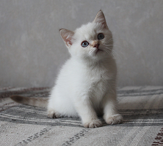 854 X 768 238.0 Kb Питомник'Gem Sweet'.Любимые британские ПЛЮШКИ.Британские котята: белые,черные,голубые