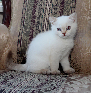 768 X 787 317.2 Kb 854 X 768 238.0 Kb Питомник'Gem Sweet'.Любимые британские ПЛЮШКИ.Британские котята: белые,черные,голубые