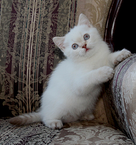 768 X 815 273.4 Kb 768 X 787 317.2 Kb 854 X 768 238.0 Kb Питомник'Gem Sweet'.Любимые британские ПЛЮШКИ.Британские котята: белые,черные,голубые