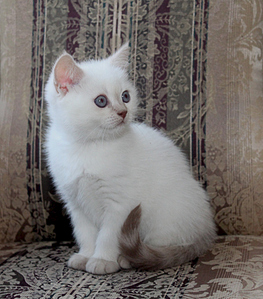768 X 874 300.1 Kb Питомник'Gem Sweet'.Любимые британские ПЛЮШКИ.Британские котята: белые,черные,голубые