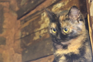 1920 X 1280 480.8 Kb 604 X 403  35.3 Kb    ?:)    :)