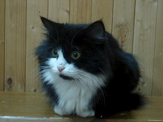 604 X 453 34.7 Kb    -  