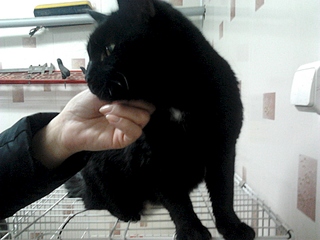 1920 X 1440 841.3 Kb 1920 X 1440 848.0 Kb :       .   