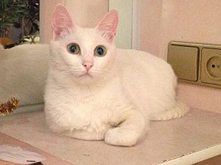 1296 X 968 186.7 Kb 1581 X 1496 360.5 Kb        !