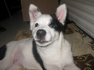 1920 X 1440 556.5 Kb   