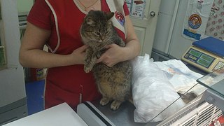 604 X 340 41.2 Kb Две колбасные кошечки ищют передержку