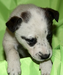 1920 X 2279 279.3 Kb   