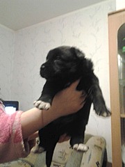 800 X 1066 149.5 Kb  -