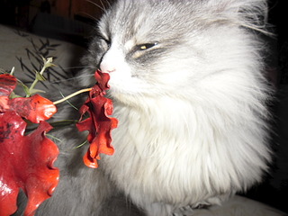 1024 X 768 514.2 Kb       .