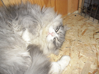 1024 X 768 544.1 Kb       .