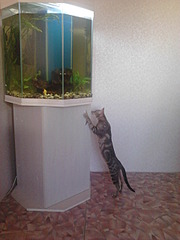 960 X 1280 201.7 Kb 1920 X 1440 609.0 Kb 1920 X 1440 635.8 Kb Я помню.....