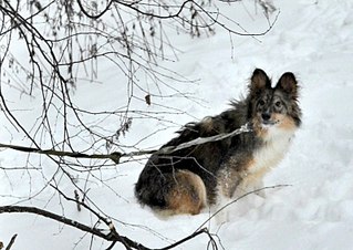 800 X 566 103.5 Kb Пенсионный фонд им.Миши Овчаркина