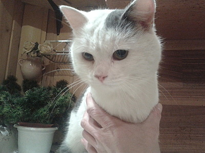 800 X 600 111.0 Kb 1920 X 1440 455.3 Kb ��� ������