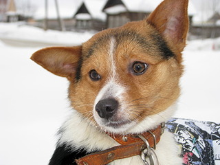 1920 X 1440 532.4 Kb        