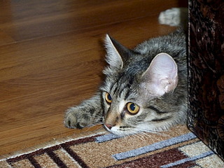 1920 X 1440 745.4 Kb    !