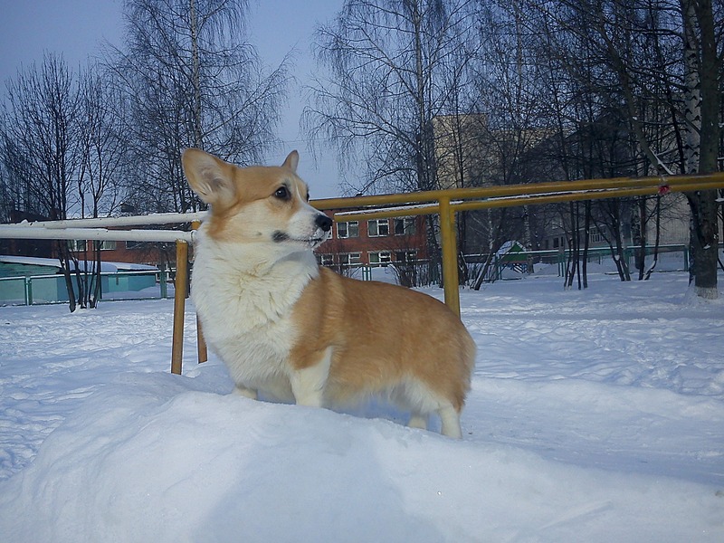 1920 X 1440 766.2 Kb 1920 X 1440 731.7 Kb 1920 X 1440 775.4 Kb Веточка для Коржиков и абиссинские кошки.