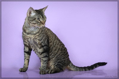 1920 X 1280 1.3 Mb   -  (  )