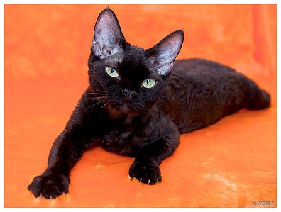 1311 X 992 246.3 Kb   -  (  )