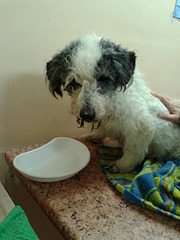 1920 X 2560 258.8 Kb   ''  