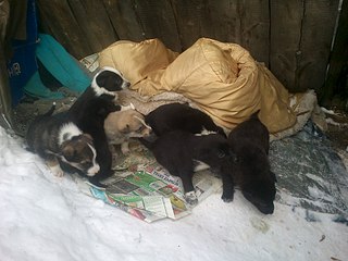 1920 X 1440 398.1 Kb 1920 X 1440 398.1 Kb 1920 X 1440 522.6 Kb 1920 X 1440 373.7 Kb sos!