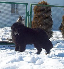 594 X 640 81.8 Kb     c?