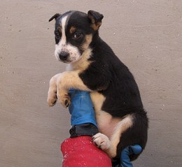 1025 X 943 234.0 Kb 1134 X 997 243.0 Kb   