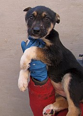 692 X 962 171.7 Kb 759 X 1050 156.6 Kb   