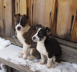 796 X 737 167.0 Kb 604 X 453 57.9 Kb   