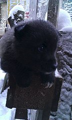 363 X 604  53.8 Kb 363 X 604  39.7 Kb 363 X 604  39.1 Kb    