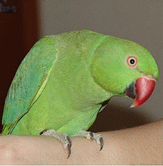 300 X 304  46.9 Kb  .  1 .