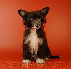 613 X 596 33.2 Kb 1000 X 1000 510.3 Kb     