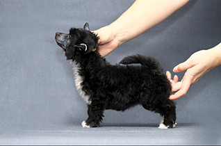 800 X 527 69.5 Kb 613 X 596 33.2 Kb 1000 X 1000 510.3 Kb     