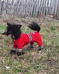 242 X 299 56.5 Kb 640 X 480 86.6 Kb     