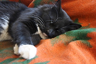 1920 X 1280 529.2 Kb 1600 X 1200 662.3 Kb 