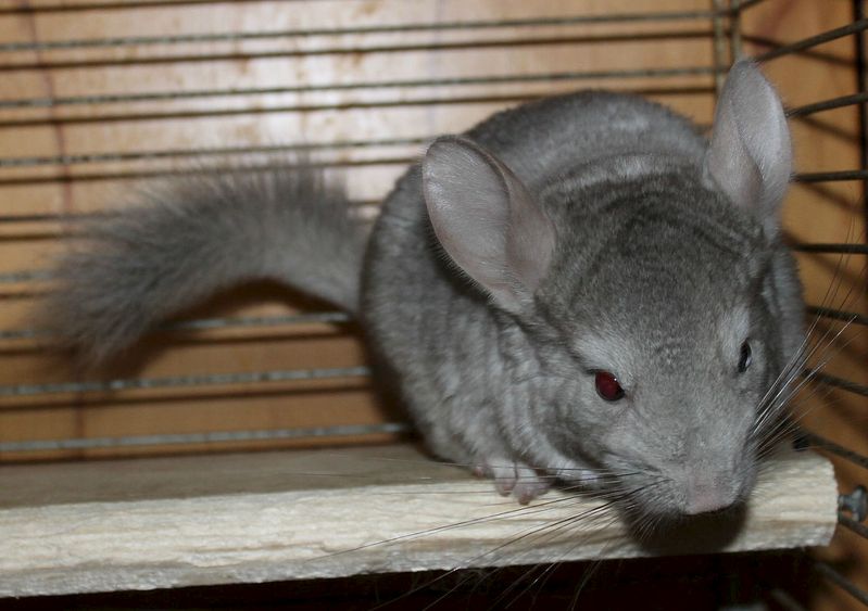 1394 X 982 134.0 Kb 874 X 973 91.5 Kb 