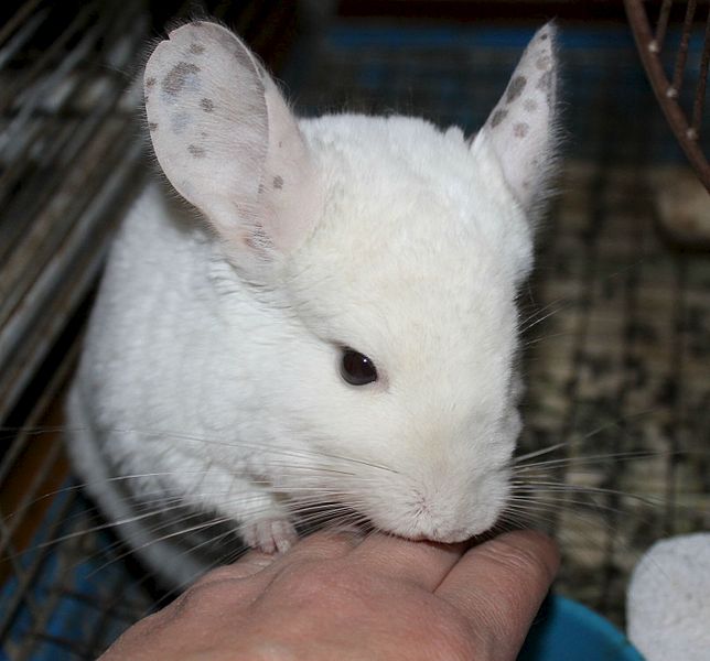 1432 X 1333 152.3 Kb 1394 X 982 134.0 Kb 874 X 973 91.5 Kb 