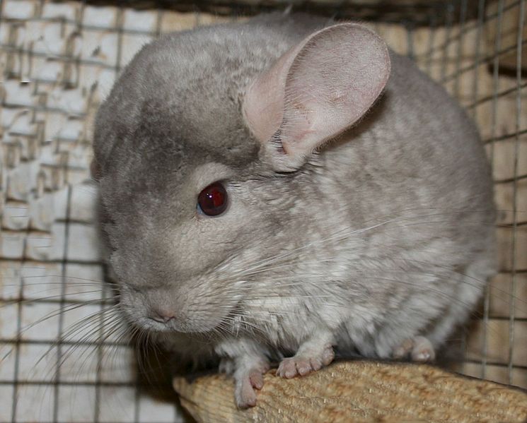 1561 X 1256 201.5 Kb 1432 X 1333 152.3 Kb 1394 X 982 134.0 Kb 874 X 973 91.5 Kb 