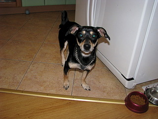 1920 X 1440 605.0 Kb Срочно ищем хозяев cобаке