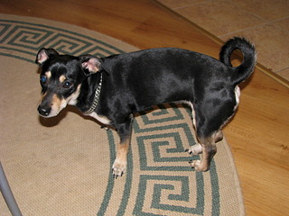 1920 X 1440 638.9 Kb 1920 X 1440 605.0 Kb Срочно ищем хозяев cобаке