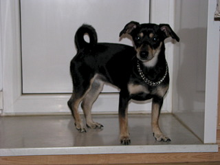 1920 X 1440 442.7 Kb 1920 X 1440 638.9 Kb 1920 X 1440 605.0 Kb Срочно ищем хозяев cобаке